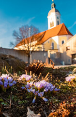 Crocus vernus, spring crocus, on a sunny day in spring at Wiesenfelden, Straubing-Bogen, Bavaria, Germany