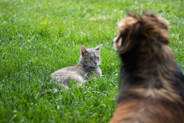 Naklejka na ściany i meble Cute fluffy friends a dog and a tabby cat sit together in a sunny spring meadow