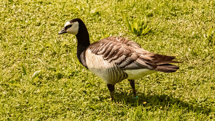 Branta leucopsis, barnacle goose, walking in the grass
