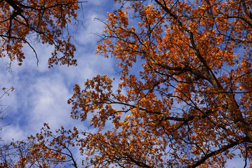View of the sky from the forest. Branches with yellow autumn leaves