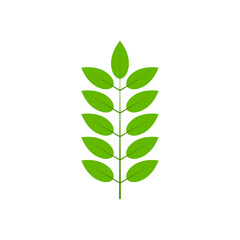 Green tree leaf vector illustration isolated on transparent background