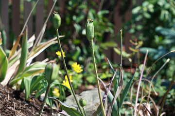 Red allium, folate bud in spring.