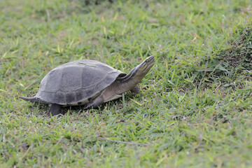 A Southeast Asian box turtle is sunbathing in the meadow before starting its daily activities. This...