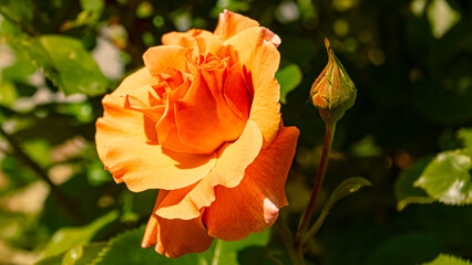 Rosa chinensis, China rose, on a sunny day in summer