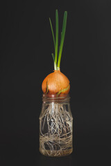 Growing green onions at home