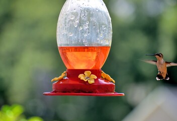 Tiny Hummingbird flying towards a nectar feeder. © itsallgood