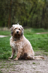 The dog is man's best friend