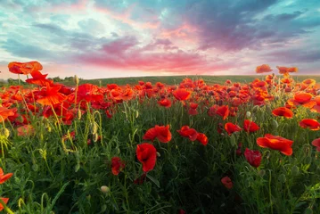 Poster landscape with nice sunset over poppy field . High quality photo © kishivan