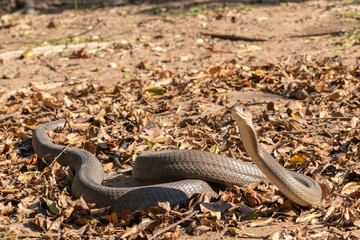Black Mamba (Dendroaspis polylepis)
