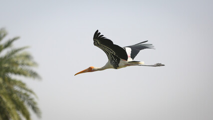 Flight of a painted stork