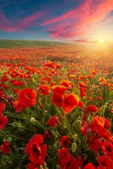 Abwaschbare Fototapete Bereich landscape with nice sunset over poppy field . High quality photo