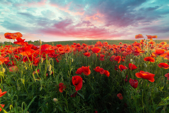 landscape with nice sunset over poppy field . High quality photo
