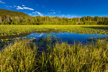 Tranquil Reflection of Natural Wilderness in Blue Wetland Landscape.