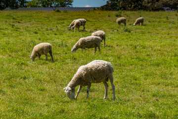 Obraz na płótnie Canvas Sheep Grazing in Field