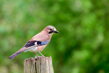 Jay, Garrulus glandarius, perched on a post.
