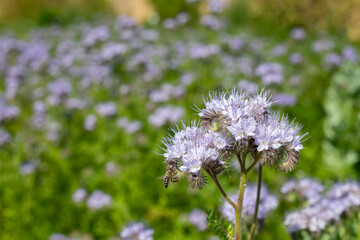 Lacy phacelia (phacelia tanacetifolia) flowers in bloom