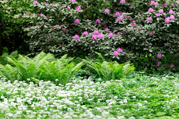 Garden view with blooming purple rhododendrons and green ferns