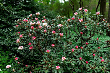 A rhododendron bush blooming with white pink flowers in the city park