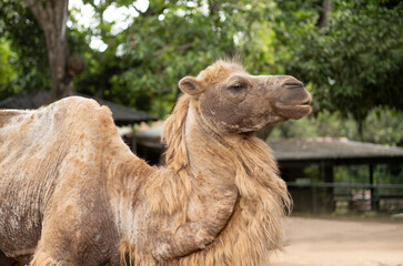 Camel, Old Camel, Camal, Camel Close up, Camelus, wildlife photography, 4k Landscape photography