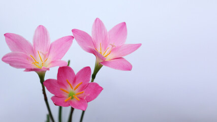 Pink fairy lily on white background