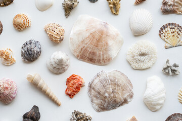 Seashells collection. Summer nautical composition of sea shells.