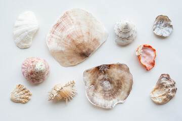 Seashells collection. Summer nautical composition of sea shells.