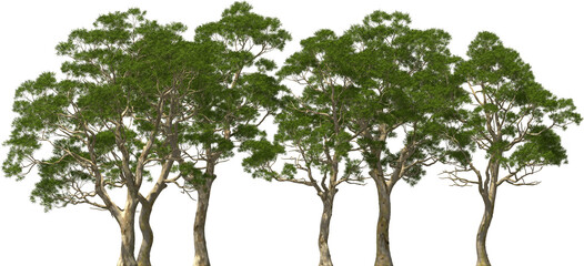 eucalyptus tree plants group hq arch viz cutout - 614173147