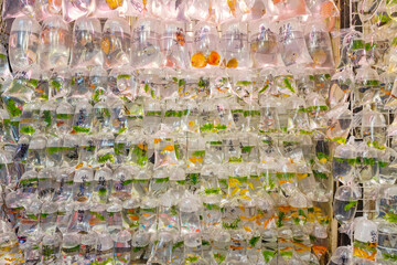 Bags of Goldfish Hong Kong