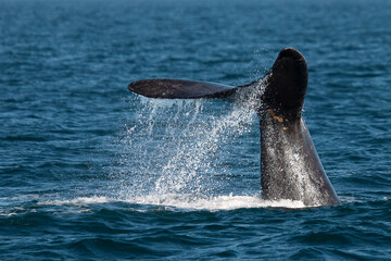 Fototapeta premium Southern Right Whale off the coast of Argentine Patagonia