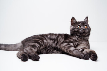 Adorable scottish black tabby kitten on white background.