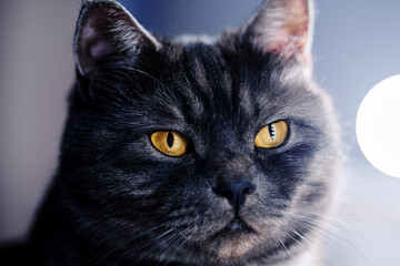 Portrait of black stripped cat