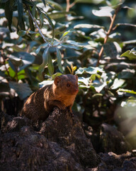 dwarf mongoose closeup