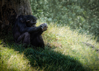 chimpanzee pensive