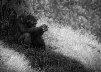 chimpanzee pensive black and white