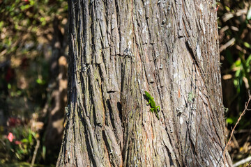 A bright green Carolina Anole lizard on a tree in a swamp basking in the sunlight.