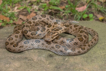 Spotted rock snake (Lamprophis guttatus)