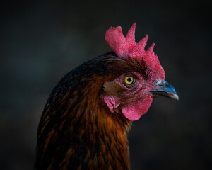 chicken head closeup portrait