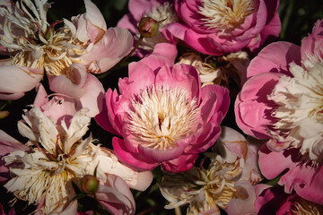 wallpaper peony roses vintage