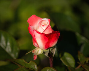 red rose blossom