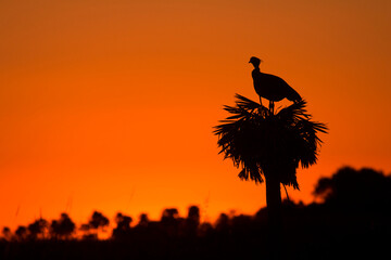 Bird (Chaja) on palm tree at sunset
