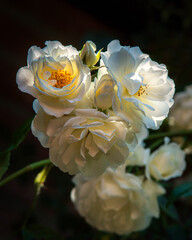 white roses blossom in sunshine