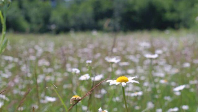 Summer field with white flowers Tripleurospermum inodorum (scentless mayweed, wild chamomile or Baldr's brow). Flowers close-up, slightly swaying in the wind. Focus moves slowly from near to far