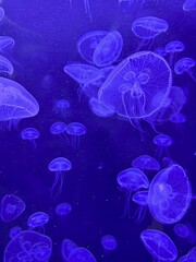 Jellyfish