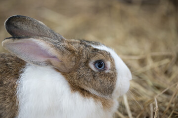 Closeup little rabbit on the farm.Wild rabbit sitting on dry grass.Home decorative rabbit outdoors.Easter bunny.