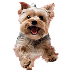 A happy and cute jumping yorkshire terrier dog in the air on a transparent background, Generative AI	
 - obrazy, fototapety, plakaty