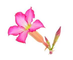 Azalea flowers isolated on transparent png