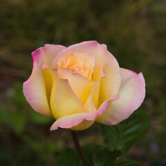 Rose. Pink, purple rose closeup, soft light. Colorful flower at spring. Roses on a green background.