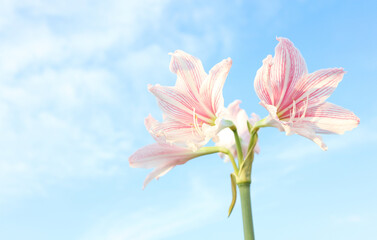 Pink amaryllis flowers against a blue sky