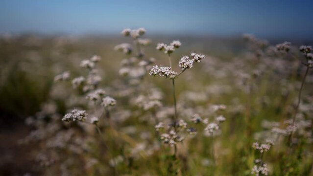 View Of California Buckwheat Swaying In The Wind In The Desert Hills Of Southern California Near Lake Elsinore.