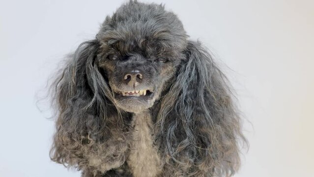 Close up head of little dog in sunny day. Portrait of black Toy poodle on white background. Dog is angry and annoyed, grins his teeth. Pet training, smiling.